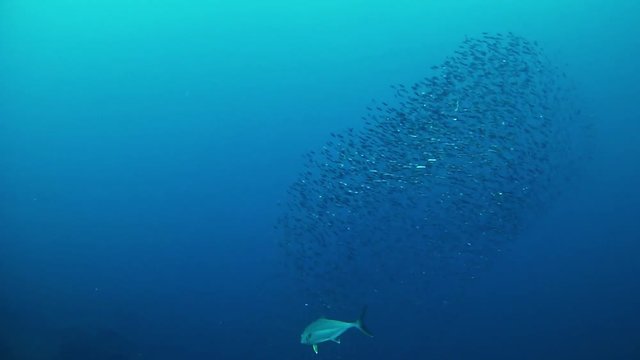 Little fihes school swimming together in the Mediterranean sea - Marine wild life