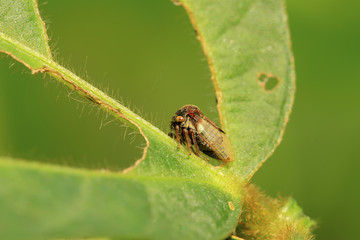 Membracidae insects