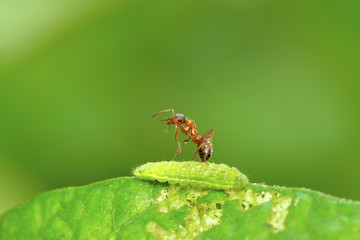 Fototapeta premium mercerized brown forest ants