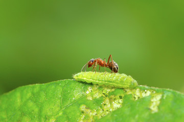 mercerized brown forest ants