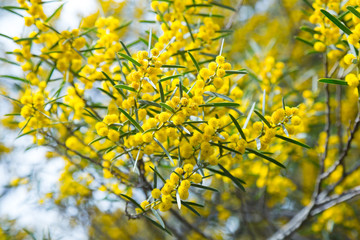 Fototapeta na wymiar acacia dodonaefolia flowers