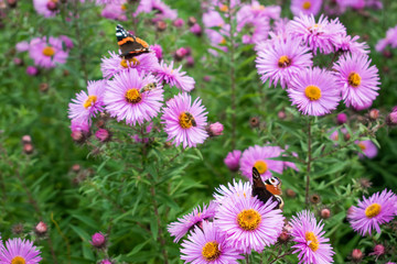 Fototapeta premium Pink flowers with a butterfly and bees.