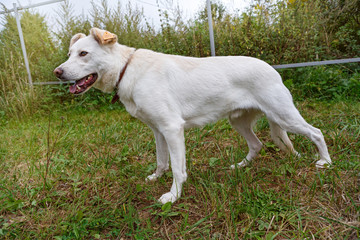 Large white dog