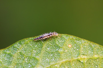 Big lacewing flies larvae - aphid lions