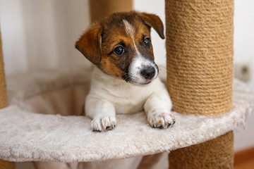 Small puppy looks out from the basket