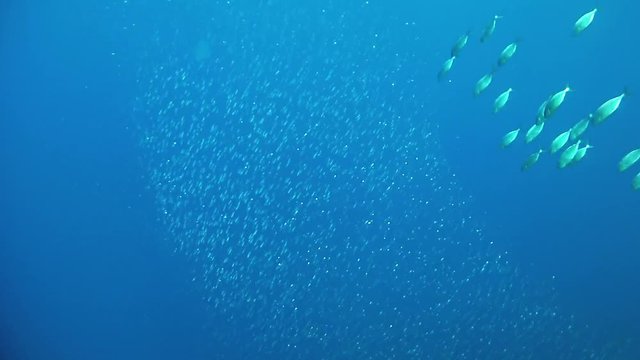Bait ball of sardines and little jack fihes hunting them - Marine life in the Mediterranean sea