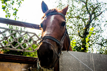 Portrait of brown beautiful horse