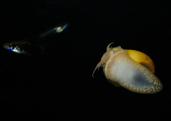 Apple snail in  freshwater aquarium