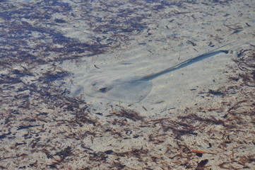 raie en camouflage sur la plage 