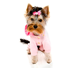 Beautiful puppy yorkshire terrier in the clothing with bow isolated on a white