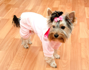 Beautiful puppy yorkshire terrier in the clothing with bow on the floor