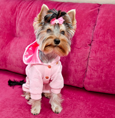 Beautiful puppy yorkshire terrier in the clothing with bow