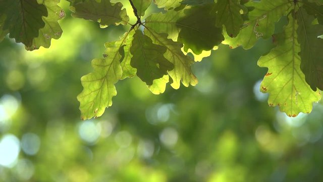 green foliage of the oak shakes with the wind.