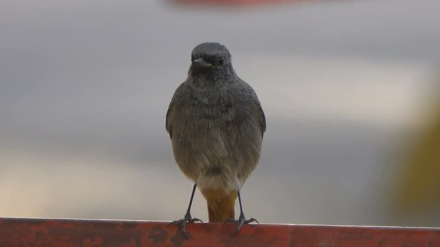 ordinary redstart in the park in the morning.