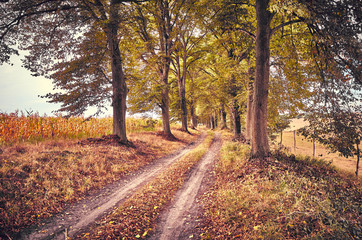 Fototapeta na wymiar Picture of a scenic road in autumn, vintage toning applied.