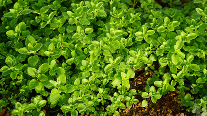 lettuce in the garden