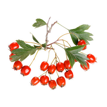 Hawthorn, Crataegus laevigata. Hawthorn berries with leaves isolated on white background close-up