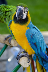 Ara parrot