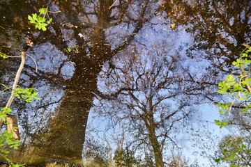 Obraz premium Reflection of branches and tree trunks in water. Oaks growing on a swamp