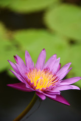Obraz premium purple lotus In garden morning to day