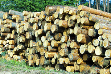 Wooden logs of pine woods in the forest. Freshly chopped tree logs stacked up on top of each other in a pile.