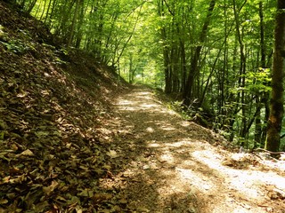 Fototapeta premium Green paradise