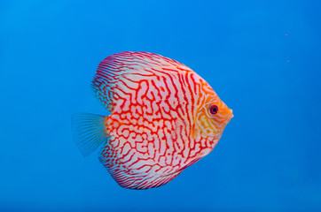 Beautiful Discus fish (Symphysodon)