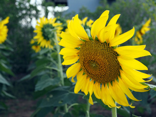 Close up of a blooming bright yellow sunflower with blurred sunflowers background.