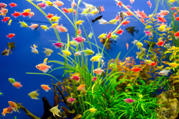 Obraz na płótnie Canvas Aquarium with many colored fish