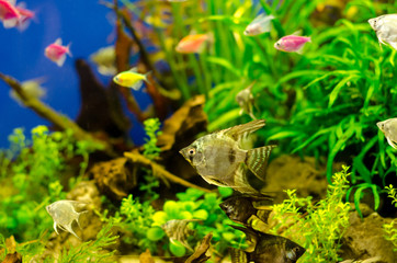 Aquarium with many colored fish