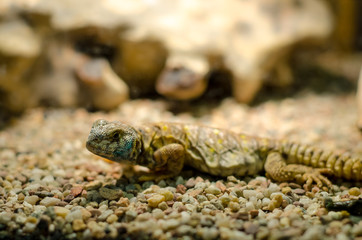 Spiny-tailed lizards or dabb lizards
