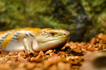 Common blue-tongued skink (Tiliqua scincoides)