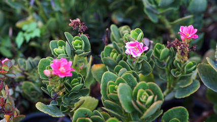 flower of cactus in the garden
