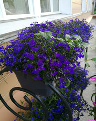 Fototapeta na wymiar flowers blue violets in a flowerpot on the porch in the summer