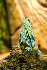 The frilled-necked lizard to the branch.