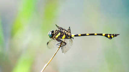 dragonfly on a blade of grass