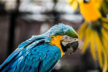 Ara parrot