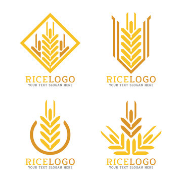Yellow wheat rice logo abstract shape style vector design