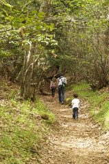 Obraz premium Un paseo por la naturaleza