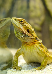 Eastern bearded dragon