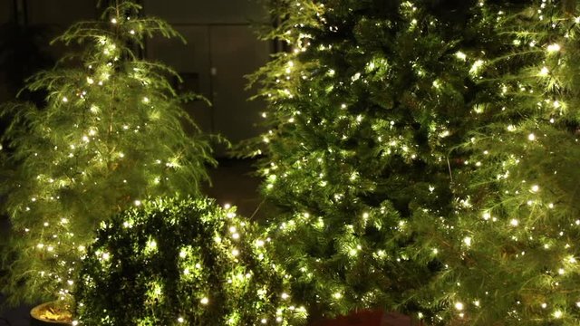 Christmas lights on small trees