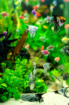 Aquarium with many colored fish