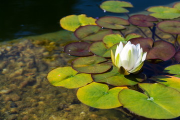 Beautiful white water lily bloom detail, plants used at natural swimming pool for filtering water...