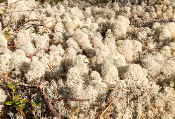 The lichen genus Cladonia in the forest-tundra climatic zone of the Arkhangelsk region of Russia.