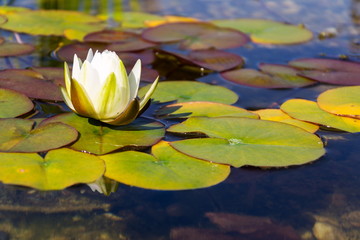 Beautiful white water lily bloom detail, plants used at natural swimming pool for filtering water...