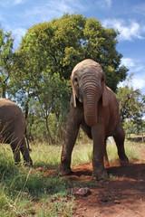 Fototapeta premium Getting close to a young elephant in South Africa