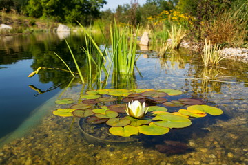 Beautiful white water lily bloom detail, plants used at natural swimming pool for filtering water...