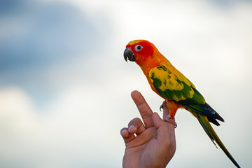 macore bird Beautiful bird parrot playing with pet care on her hands at asia Thailad