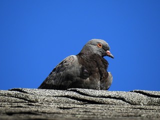 birds