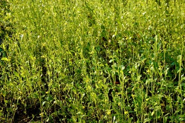 Obraz premium Green tall grass in the garden.